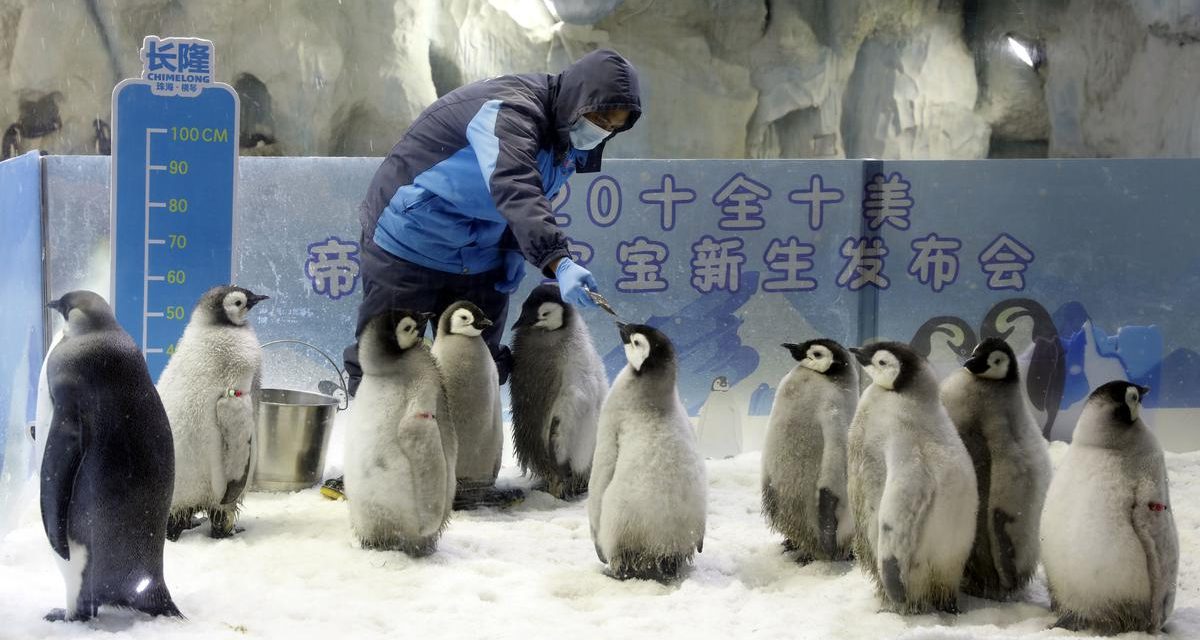 Video Bayi Pinguin Tiru Jalan Manusia Di Tonton Jutaan Kali