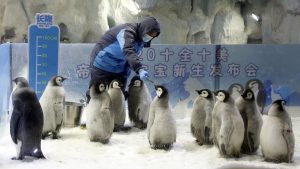 Video Bayi Pinguin Tiru Jalan Manusia Di Tonton Jutaan Kali