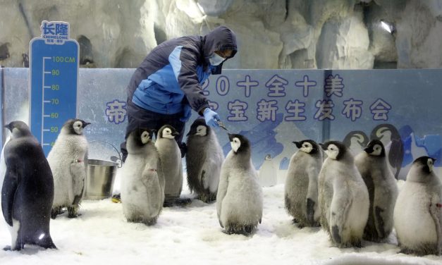 Video Bayi Pinguin Tiru Jalan Manusia Di Tonton Jutaan Kali