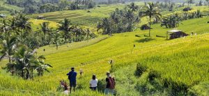 Strategi Pengendalian Over-Tourism Di Lahan Subak Canggu