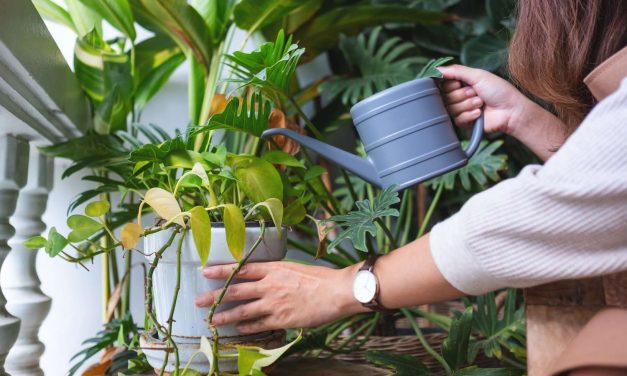 Kebiasaan Menyiram Tanaman Pagi Pemicu Hormon Oksitosin