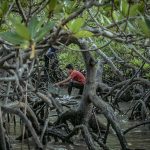 Luas Tutupan Mangrove Taman Nasional Sembilang Melonjak 12%