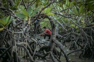 Luas Tutupan Mangrove Taman Nasional Sembilang Melonjak 12%