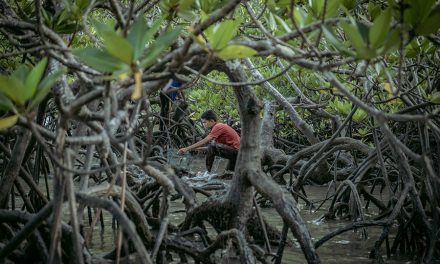 Luas Tutupan Mangrove Taman Nasional Sembilang Melonjak 12%