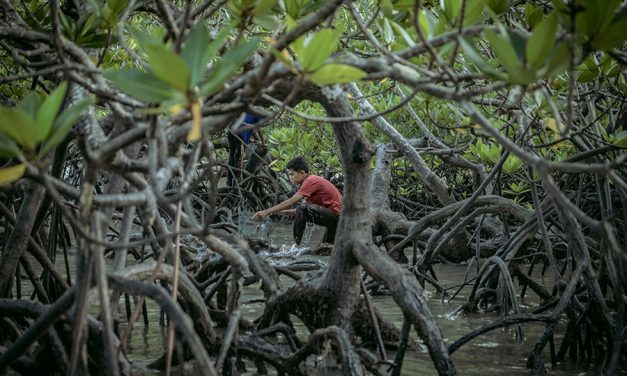 Luas Tutupan Mangrove Taman Nasional Sembilang Melonjak 12%