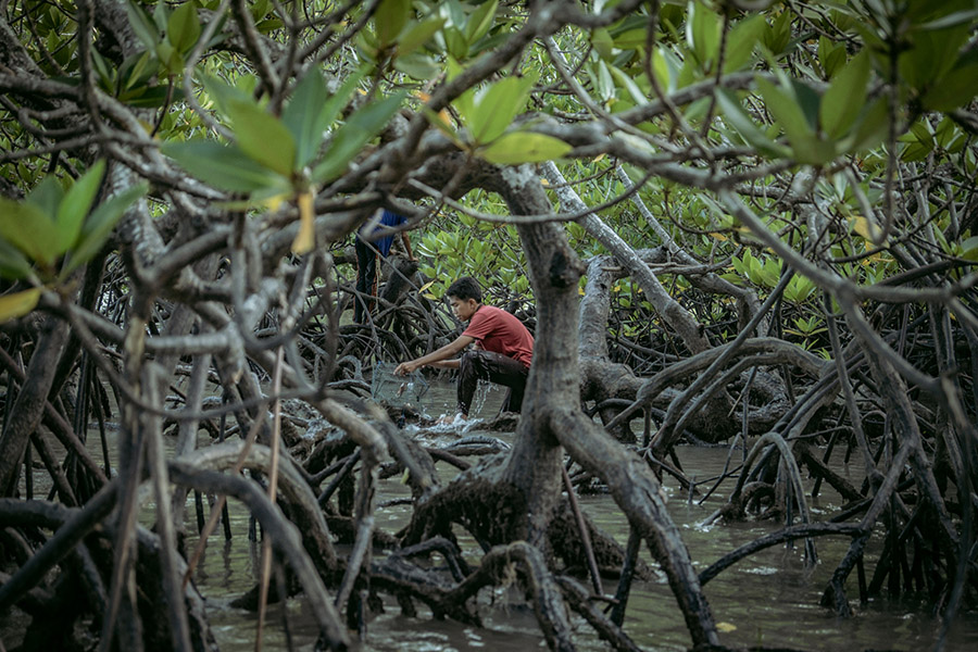Luas Tutupan Mangrove Taman Nasional Sembilang Melonjak 12%