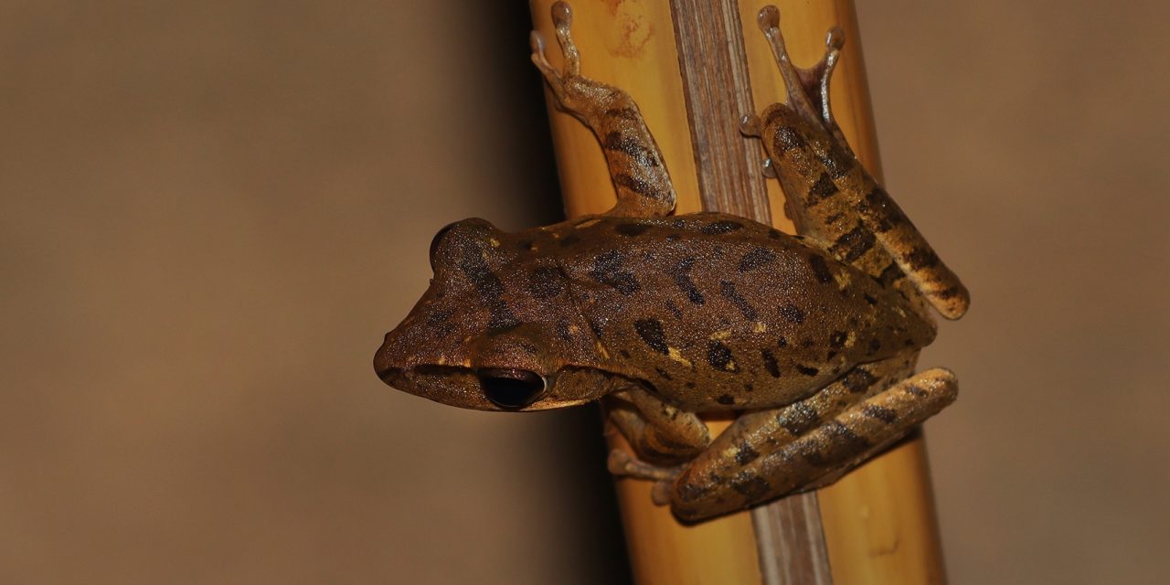 Katak Pohon Endemik Baru Ditemukan Di Hutan Hujan Amazon