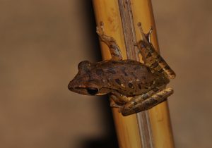 Katak Pohon Endemik Baru Ditemukan Di Hutan Hujan Amazon