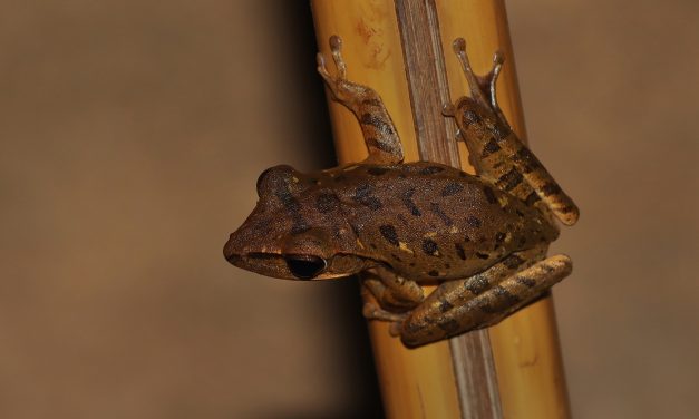 Katak Pohon Endemik Baru Ditemukan Di Hutan Hujan Amazon