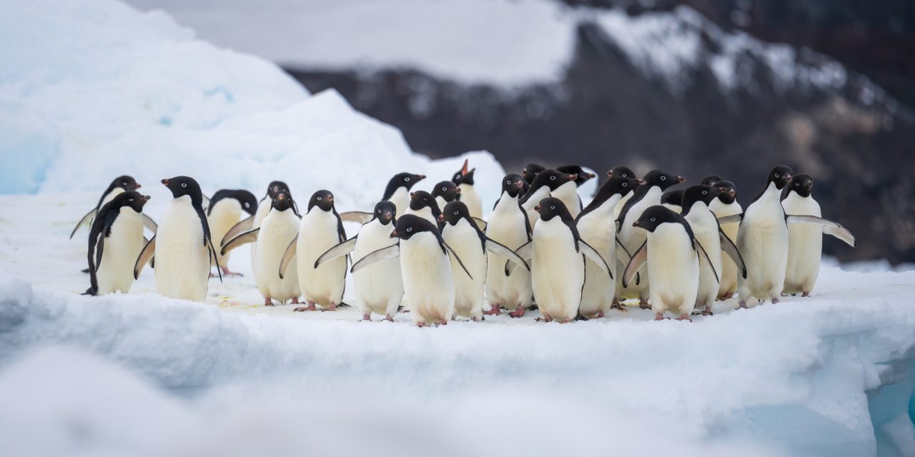 Penguin Adélie Terpaksa Jelajah Lebih Far Akibat Krill Bergeser