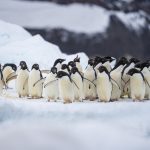 Penguin Adélie Terpaksa Jelajah Lebih Far Akibat Krill Bergeser