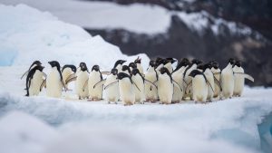 Penguin Adélie Terpaksa Jelajah Lebih Far Akibat Krill Bergeser