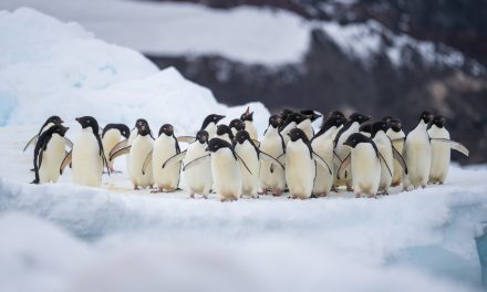 Penguin Adélie Terpaksa Jelajah Lebih Far Akibat Krill Bergeser